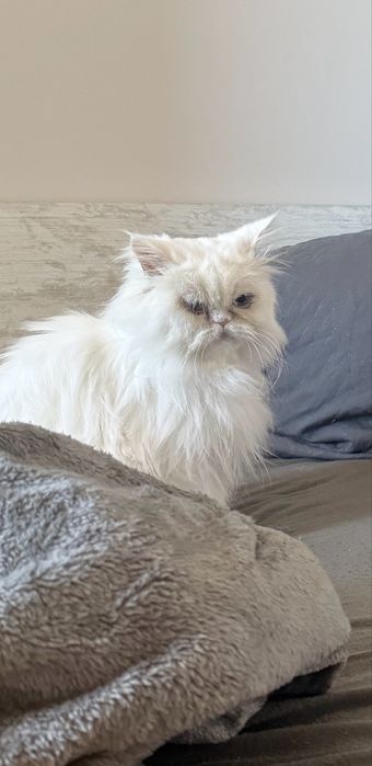 Персийско мъжко коте