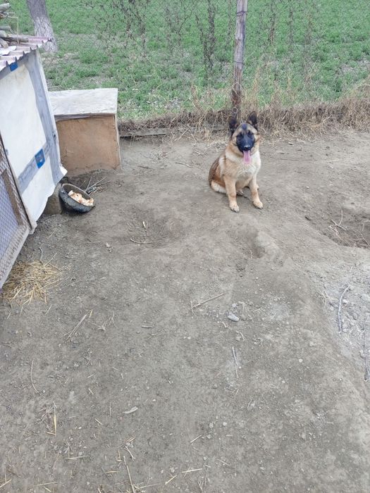 Отдам в добрые руки. Немецкую овчарку