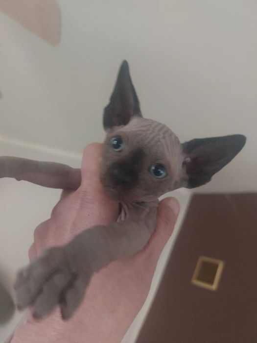 Канадски Сфинкс