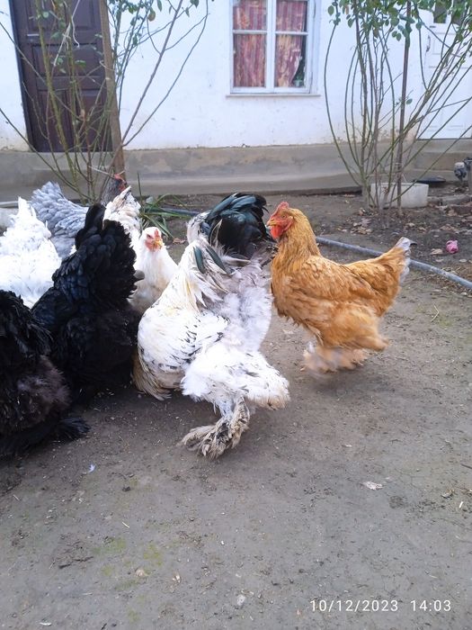 Brama tovuqlar sotiladi