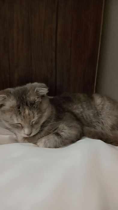 Scottish golf qiz mushugi sotiladi