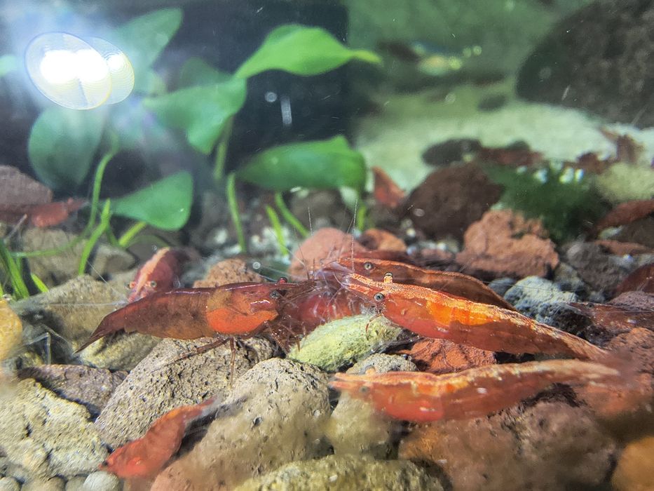 Creveți Neocaridina