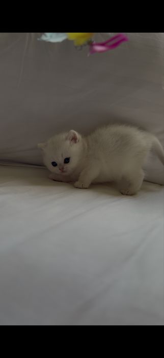 Золотая шиншилла! Чистокровные Британцы. Мальчик