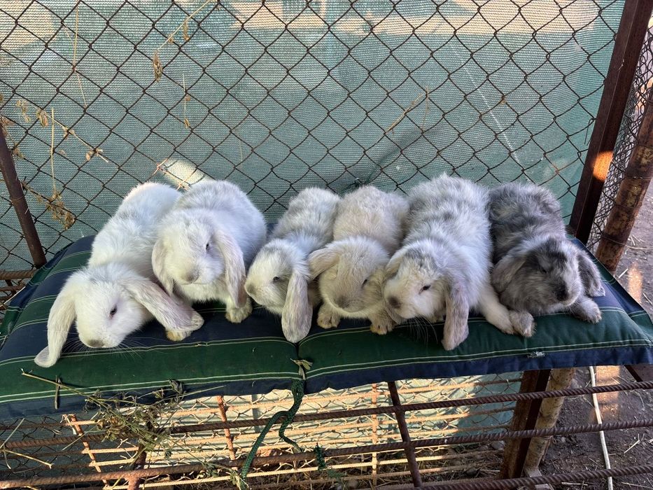 Iepuri Berbec German