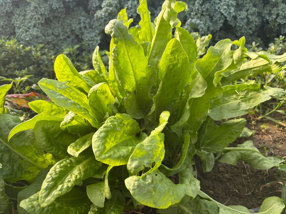 Varza kale/Mangold