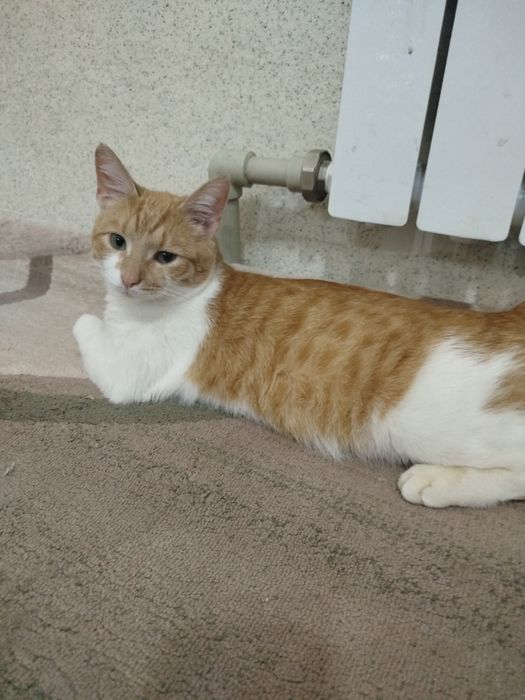 Мысыктар бар 2шт.