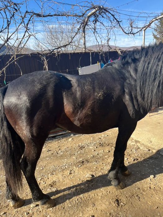 Vând armăsar vârstă 12 ani pentru mai multe detali sunati