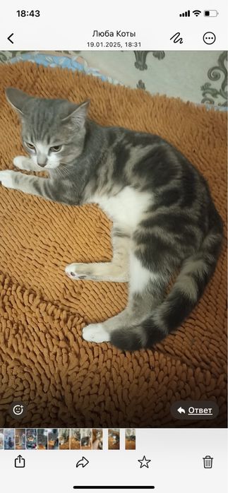 Котик,4мес. В добрые руки