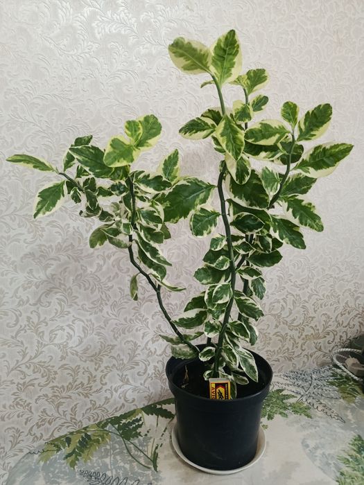 Комнатные цветы разные