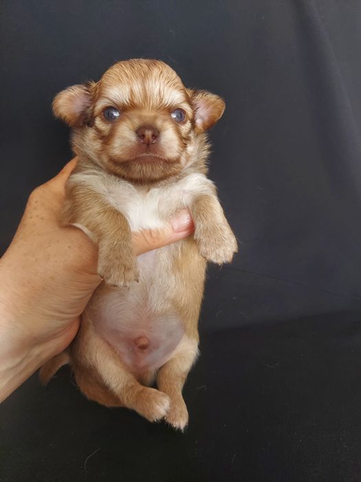 Продаю щенков чихуахуа