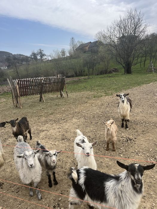 Vand 3 iedute la alegere