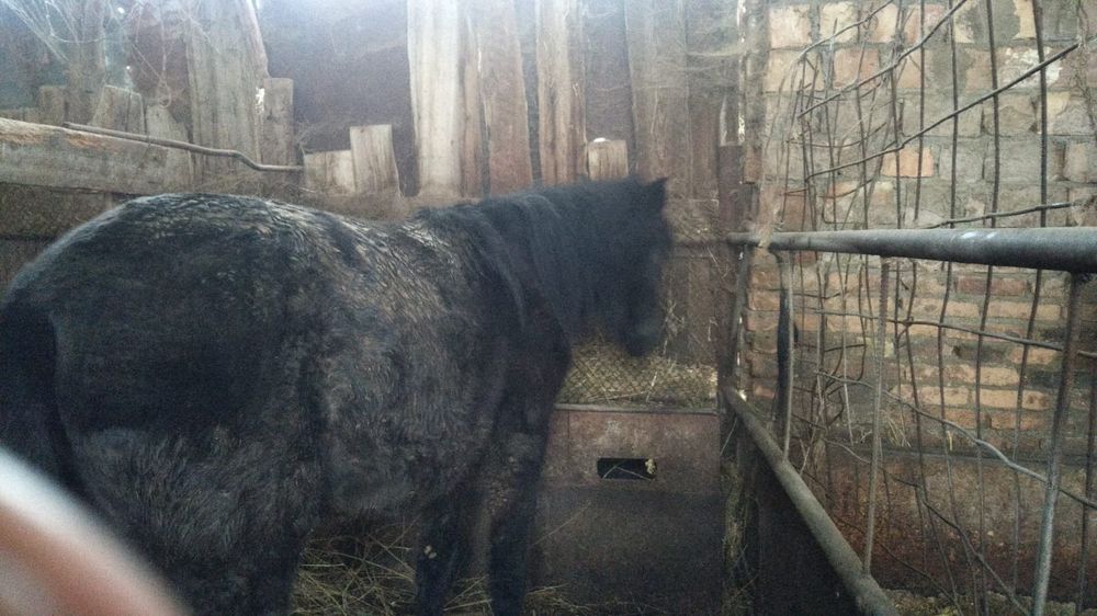 Тайлар,байталдар сатылады