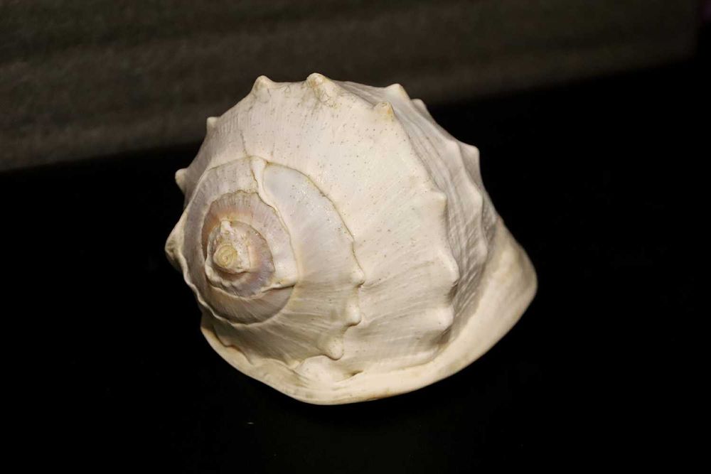 Melc de mare decorative