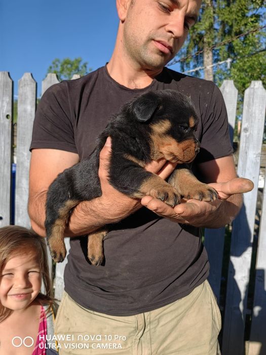 Pui de  rottweiler
