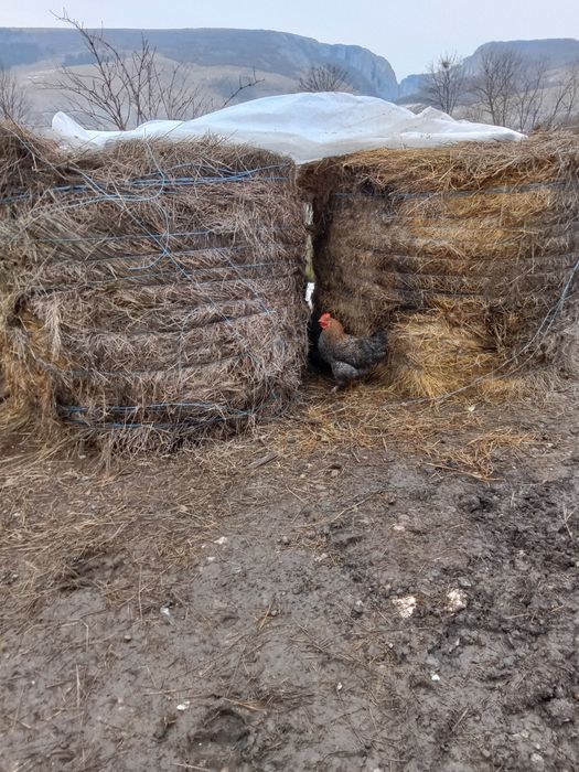 Vind baloți de calitate