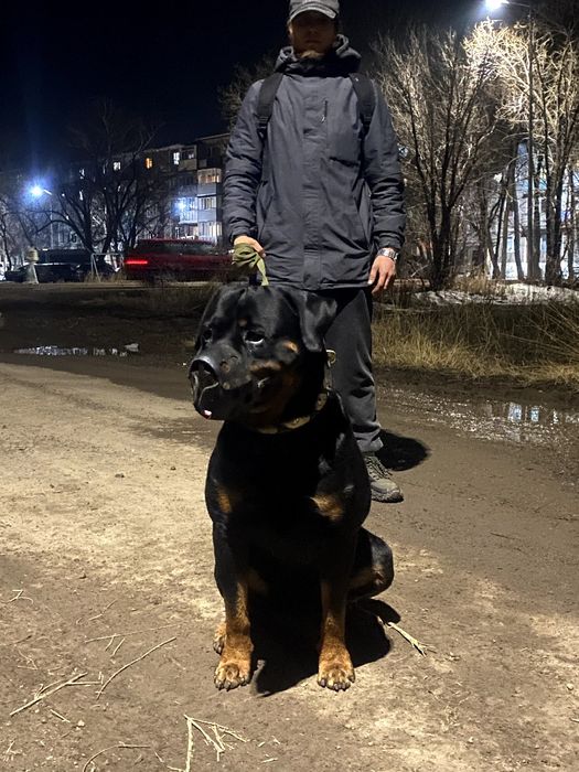 Нужна невеста ротвейлер