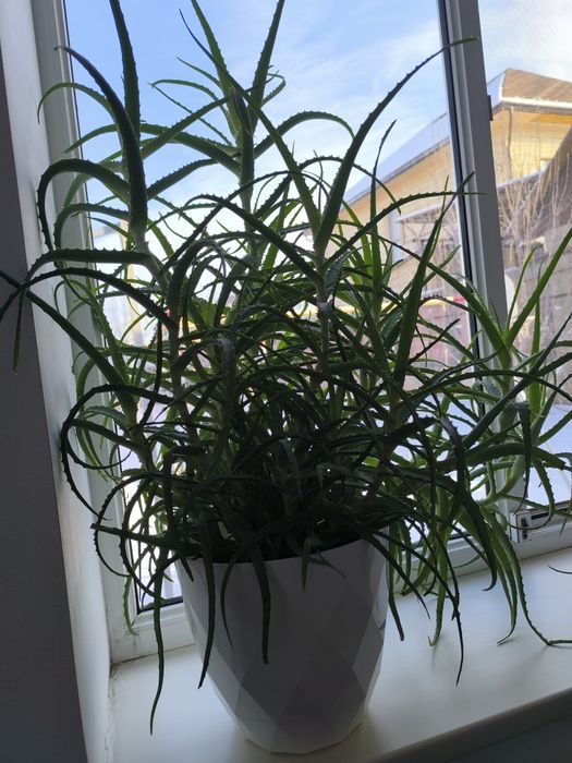 Комнатное растение АЛОЭ