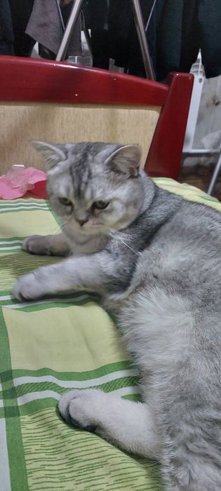 Брутальеый британски1 кот Бакс