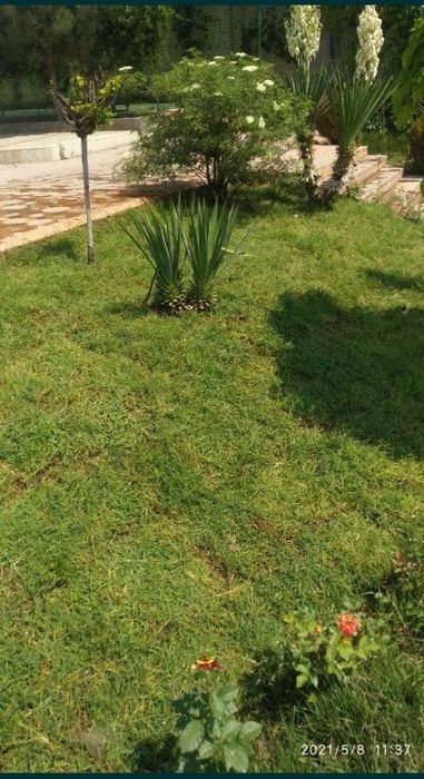 Chim maxsulotlari tabiy maysa