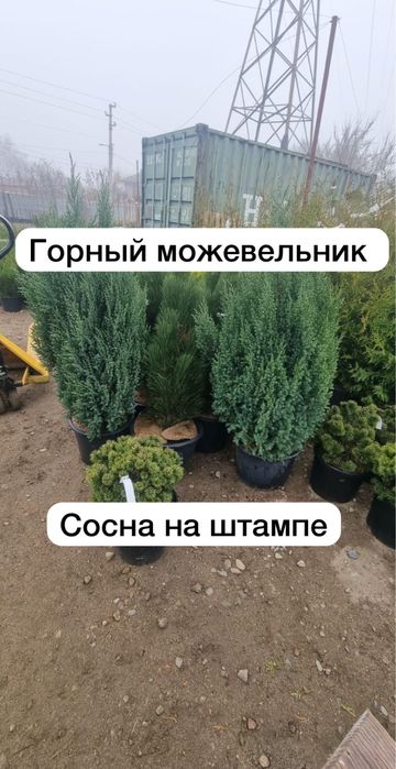 Ланшафтный дизайн