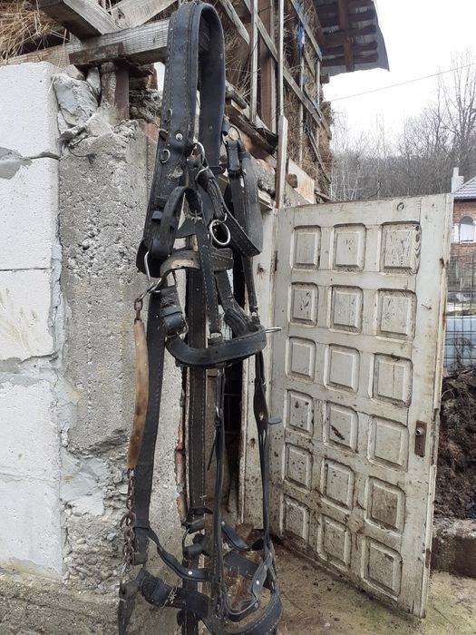 Ham pt cal purtat 1 an