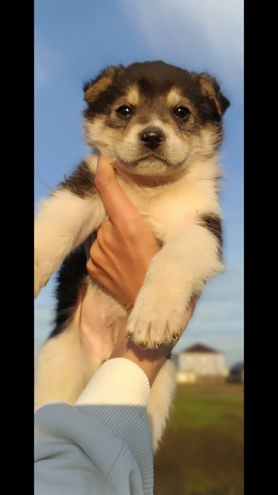 Щенки на полавину породистая