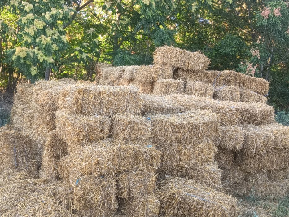 Продавам житени Бали тас годишни