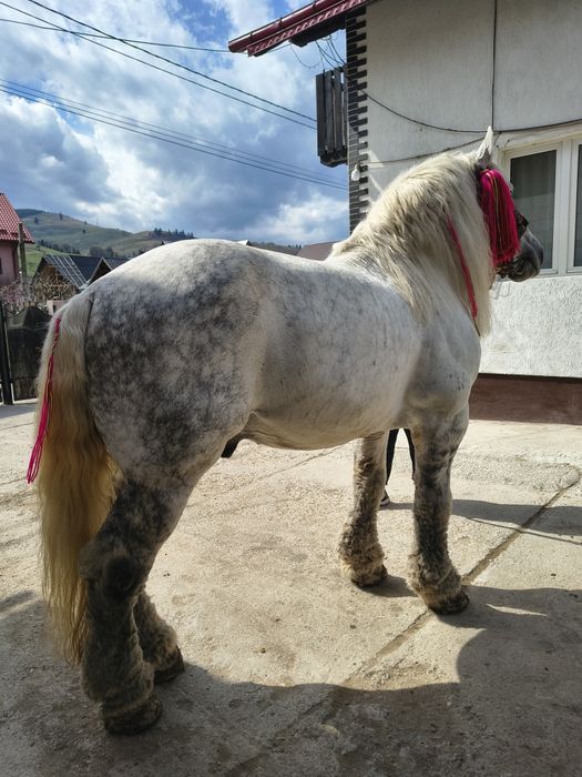 Vând harmasar de 8 ani foarte cuminte lucrat la pădure