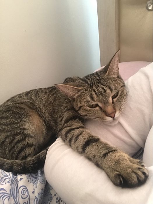 Кошка в добрые руки