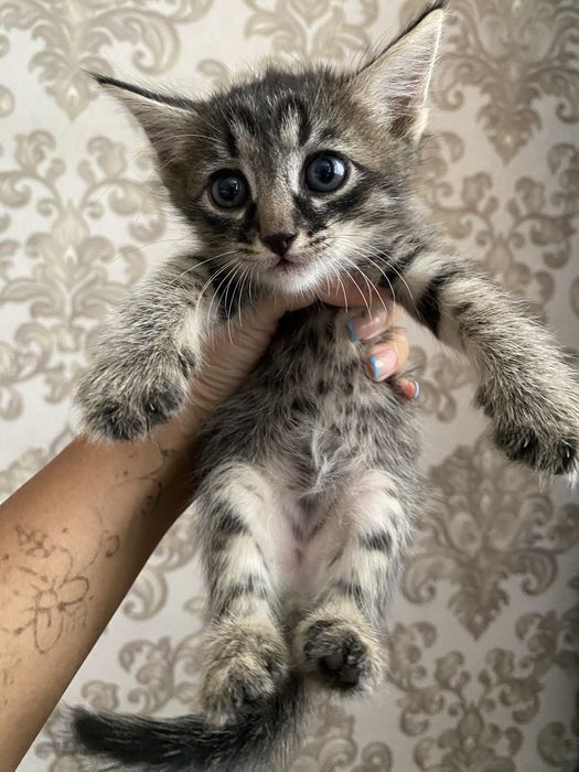 1-месячные котята в добрые руки