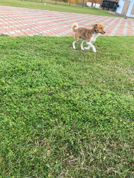 Ofer spre adopție cățel de talie mică vârsta de 2ani