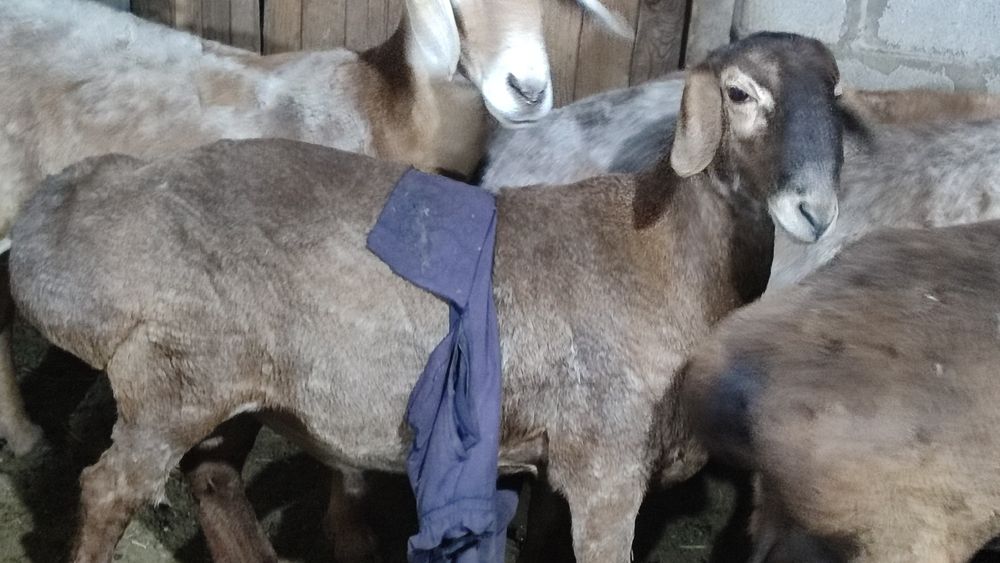 Продам кошкара 1год