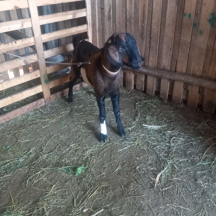 Vând un țapișor metis anglo-nubian !!!
