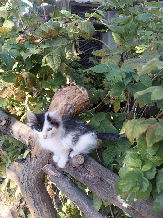 Отдам котика в добрые руки