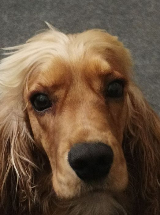 Здравствуйте ищу ищем сучку для кабеля