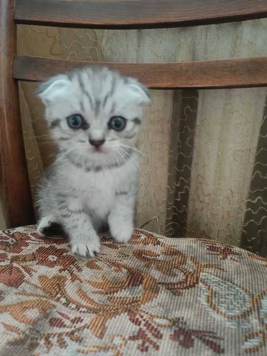 Продам Шотландские вислоухие