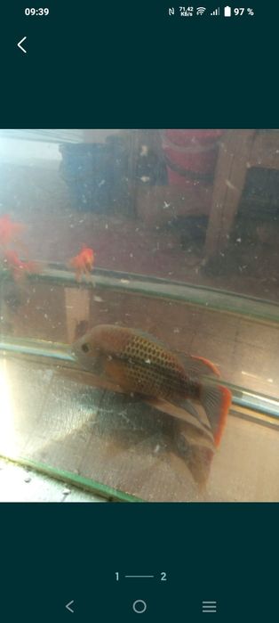 Продаётся бирюзовая акара