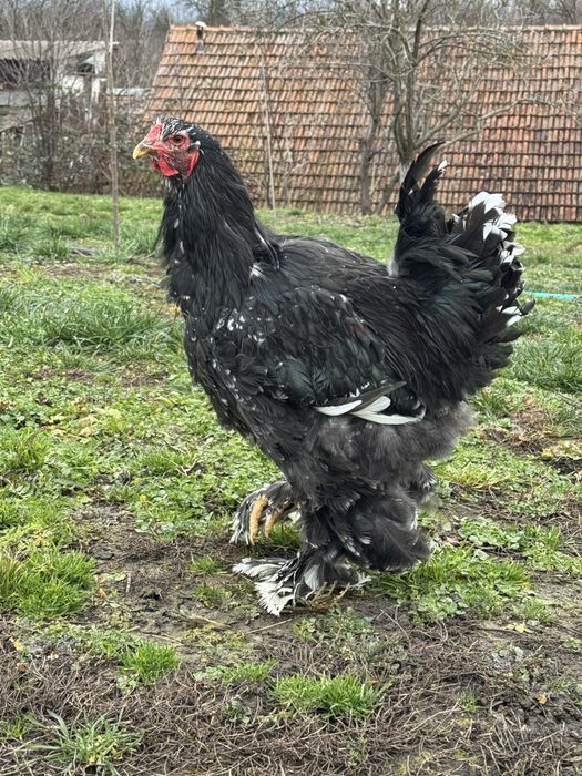 Vând cocoș superb Brahma negru bobat 2025