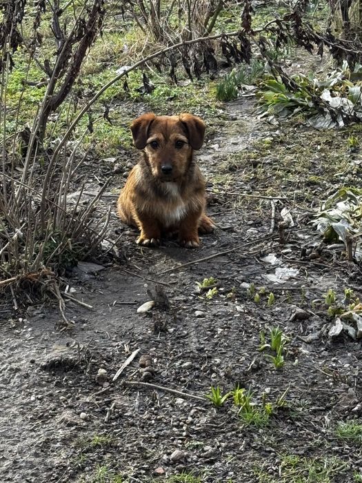 Donez catelusi de talie mica