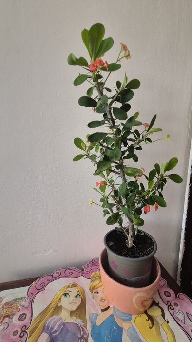 Floare Spinul lui Isus