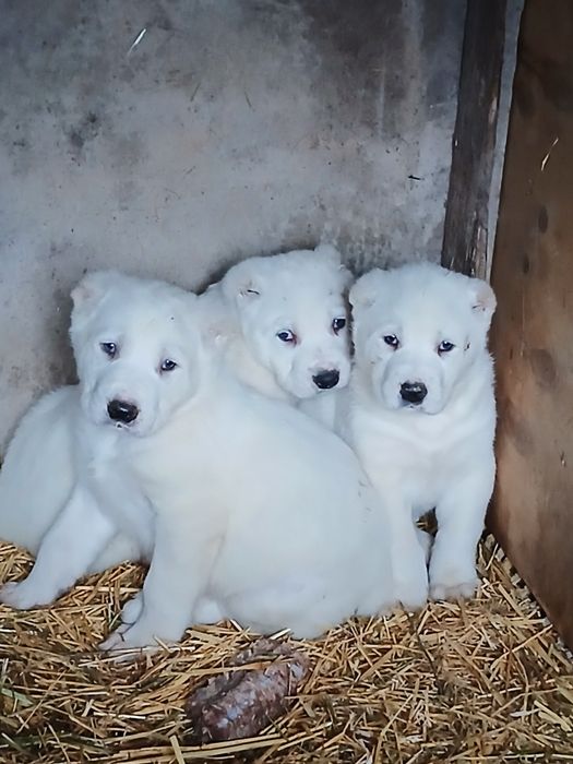 Элитных кровей супер тяж шенки алабай продам или обмен на барана  чемп