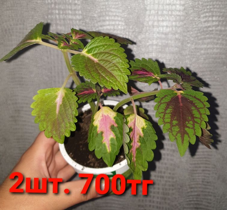 Комнатные растения