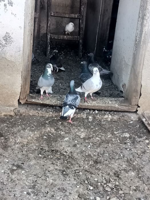 Porumbei voiajori, Culori diferite.