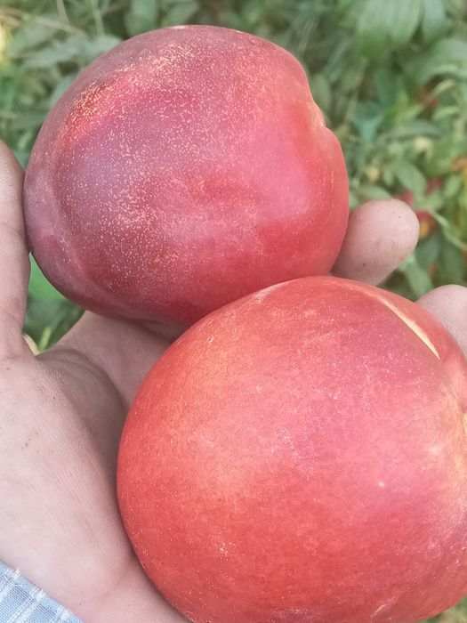 Shaftoli kuchatlari sotiladi