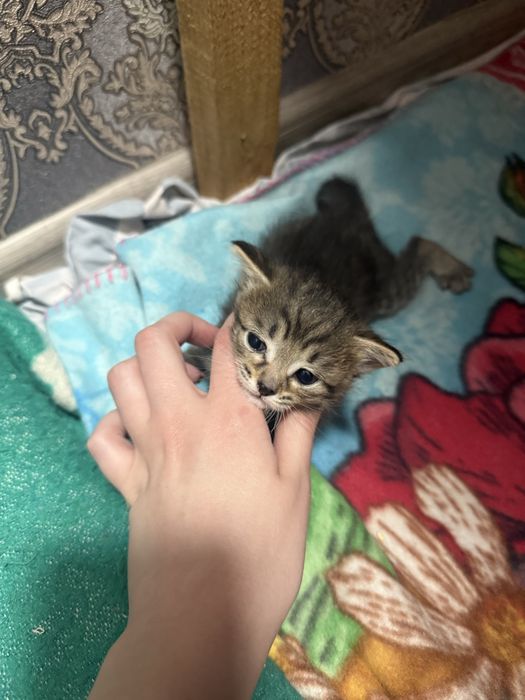 Котята бесплатно