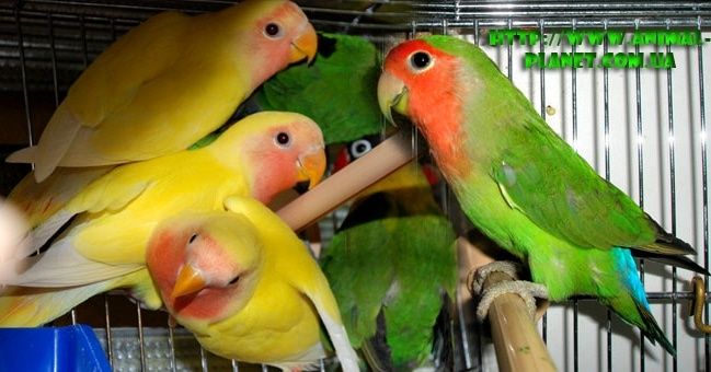 Неразлучники попугай продажа срочно