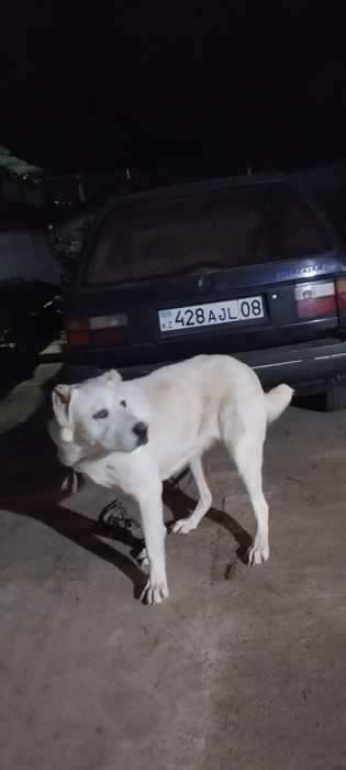 Алабай сука 1,3 год
