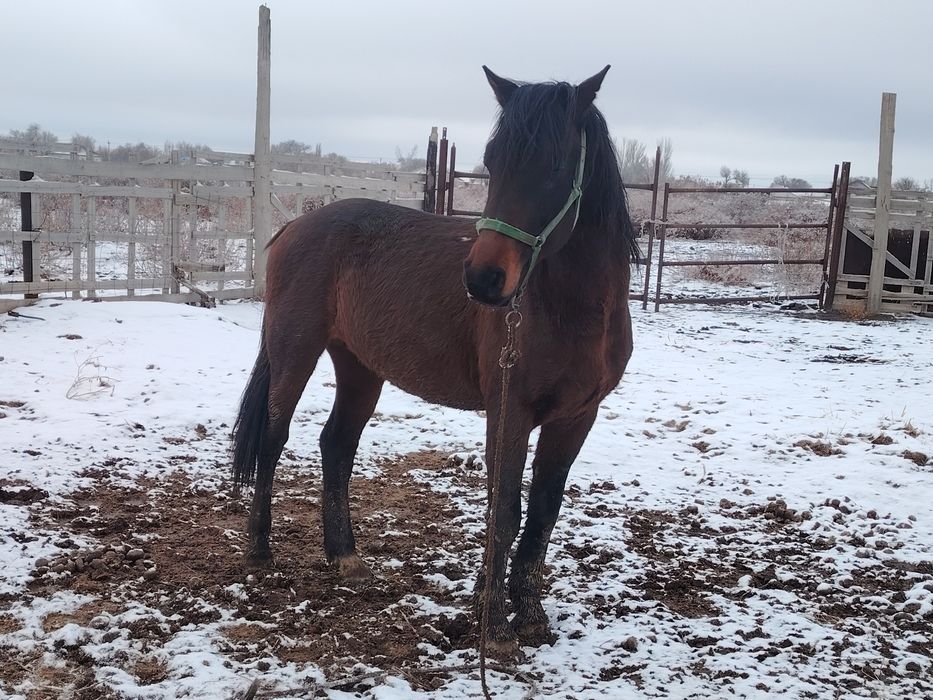 Айгыр сатылады жасы 9да