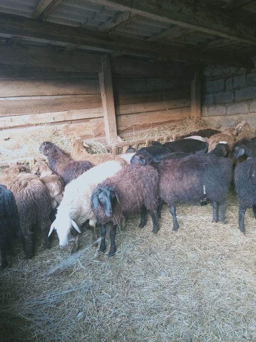 Продам баранов на Курбан Айт