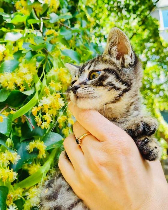 Мъжко коте търси дом
